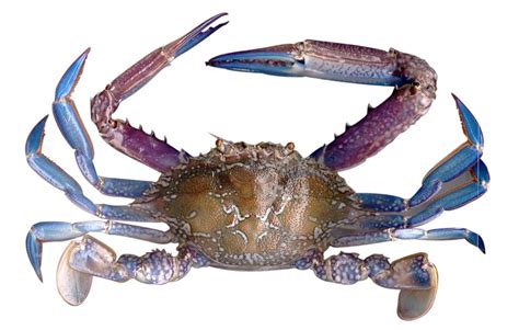 Blue Crab Internal Anatomy