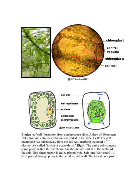 Elodea leaf cell illustration from a microscope slide. A drop of 10