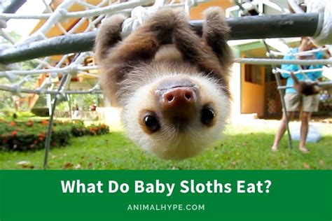 What Do Baby Sloths Eat? The Tiny Tummy Diaries! - Animal Hype