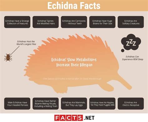 Top 14 Echidna Facts - Anatomy, Behavior, Lifespan & More - Facts.net