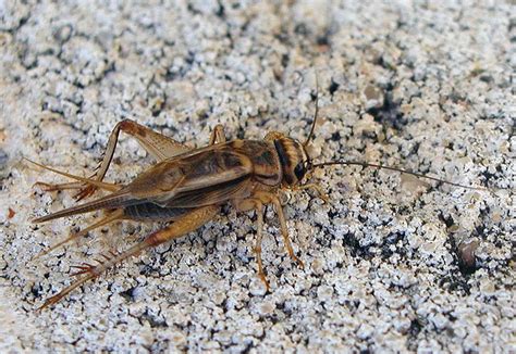 House Crickets Facts, Description, and Pictures