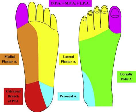 The angiosomes of the foot and ankle. The six angiosomes of the foot ...