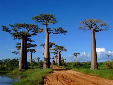 Nos idées de circuit à Madagascar - TraceDirecte