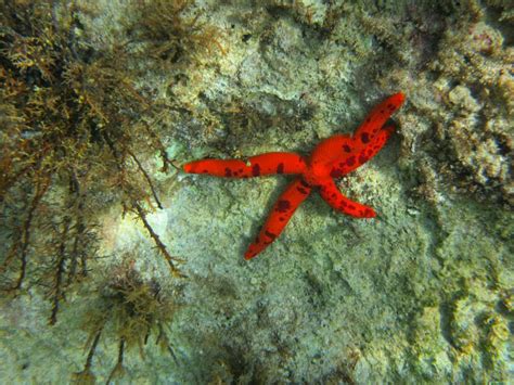 Snorkeling – Zakynthos Summer