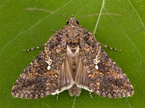 Cabbage Looper Moth - Trichoplusia ni - BugGuide.Net