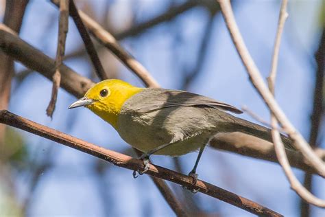 Yellow headed warbler - Alchetron, The Free Social Encyclopedia