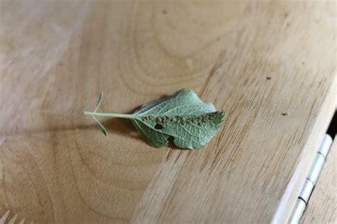 identification - Are these insect eggs from Rosy Apple Aphids ...