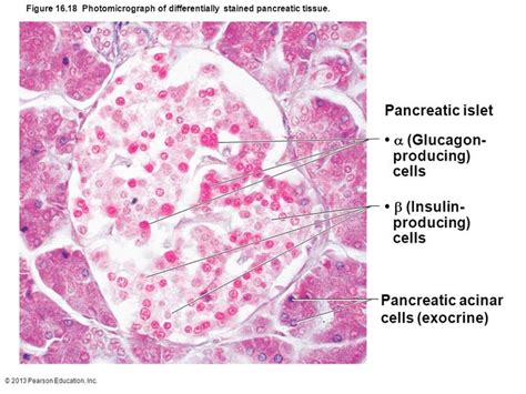 Histology - Islet of Langerhans with alpha and beta cells | Histology ...