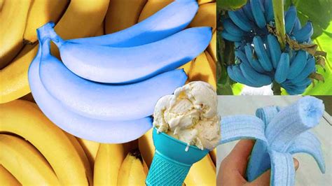 Blue Java Banana – Delicious Banana that Tastes Just Like Vanilla Ice Cream