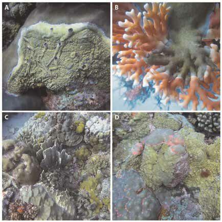 Millepora hydrocorals overgrowing living reef corals at Europa Island... | Download Scientific ...