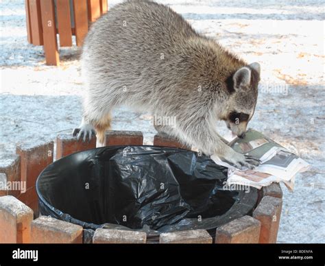 Raccoon garbage hi-res stock photography and images - Alamy