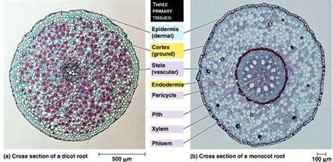 Dicot Root vs Monocot Root