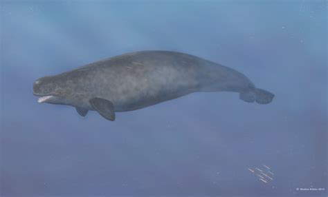 First-ever beluga-narwhal hybrid found in the Arctic | Fox News