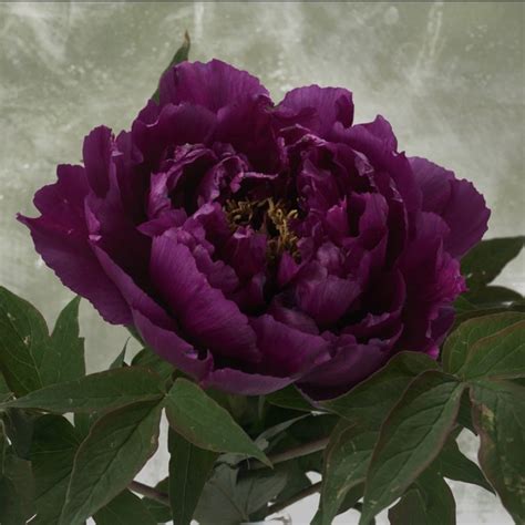 Purple Peony 3A, 2018 - Roger Ricco Photography