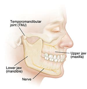 Understanding Jaw (Orthognathic) Anatomy and Problems | Saint Luke's ...