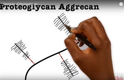 The Structure of Proteoglycan — OrthopaedicPrinciples.com