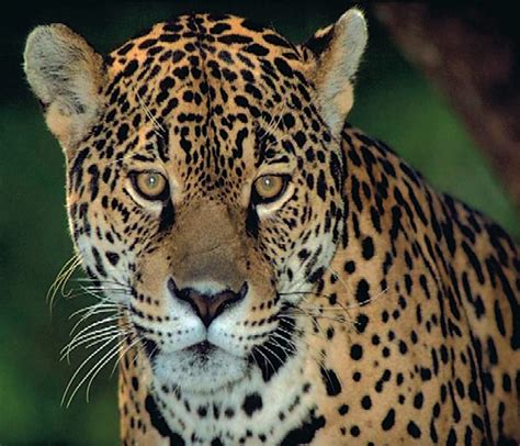 The Pantanal – Brazil’s top wildlife region