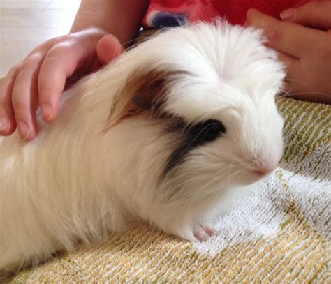 Crested For Sale | Guinea Pigs | Breed Information | Omlet