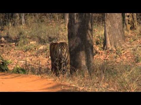 Navegaon National Park