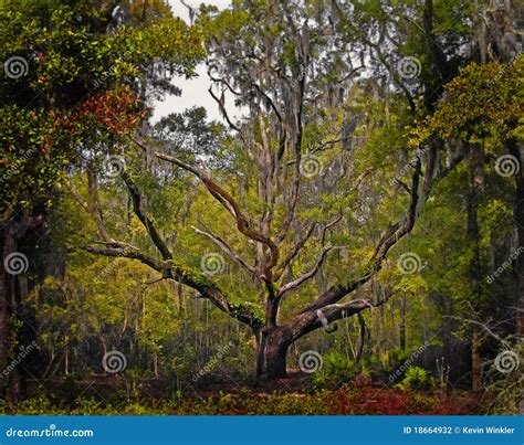 Florida Live Oak Tree stock photo. Image of spring, trees - 18664932