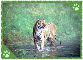 Bengal Tiger Pictures, Royal Bengal Tiger Picture, Bengal Tiger Photo Gallery, White Bengal ...