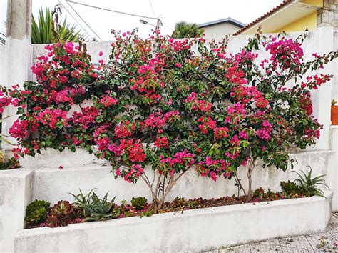 Creating My Bougainvillea Wall: Start to Finish (4 Year Progress; Training & Pruning)