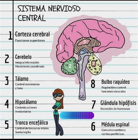 Sistema Nervioso Central | Sistema nervioso, Anatomía médica, Anatomia y fisiologia humana