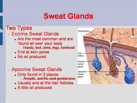 Skin Appendages PowerPoint: Glands, Receptors, Nails, & Hair | Teaching Resources