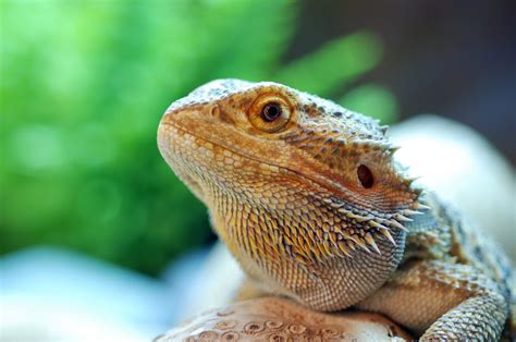 Cool Reptiles For Pets