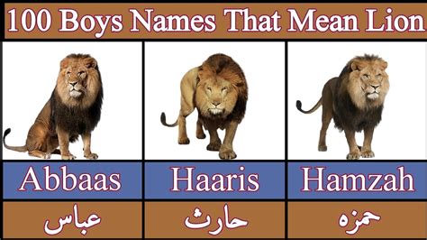 99 Arabic, Islamic Baby Boys Names That Mean Lion - All About Islam And ...