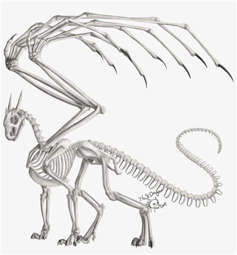 Drawn Dragon Anatomy - Dragon Anatomy Skeleton Transparent PNG - 900x896 - Free Download on NicePNG