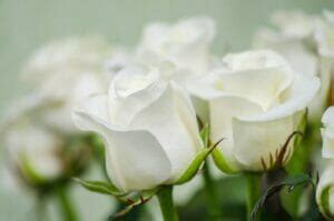 White Roses: What Do They Truly Symbolize? - Petal Republic