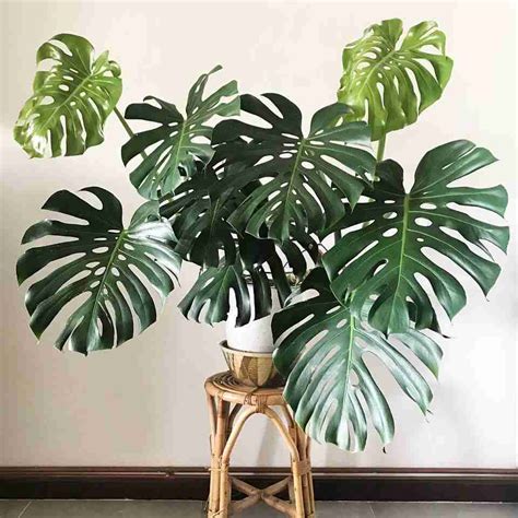 How To Grow A Monstera Deliciosa, A Beginner Care Guide