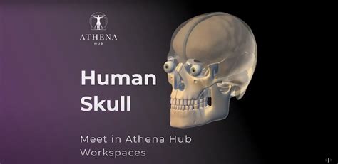 Skull protects Brain - Athena Hub Workspaces - Medical Harbour