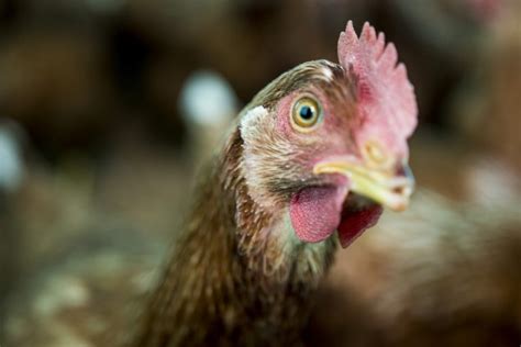 10 Common Chicken Sounds & Noises (Knowing What They Mean)