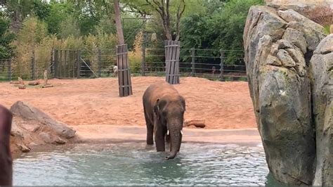 Fort Worth Zoo's Asian elephant herd gets new habitat | wfaa.com