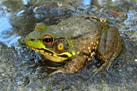 PA HERP IDENTIFICATION » Green Frog