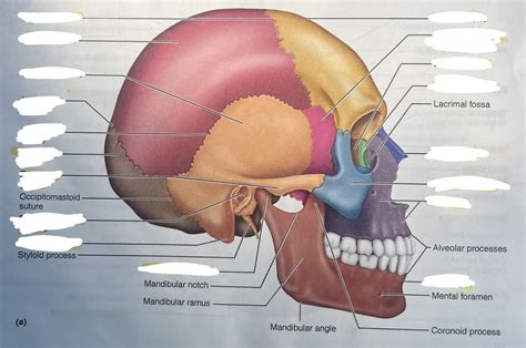 Head bones and muscles Diagram | Quizlet