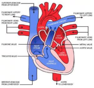 Valvular Heart Disease in Dogs & Cats - The Vet Connection East Fremantle