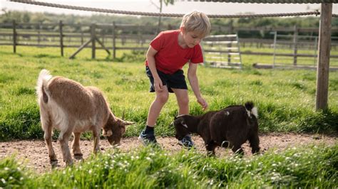 Win a family ticket to Hogshaw Farm & Wildlife Park - Competitions ...