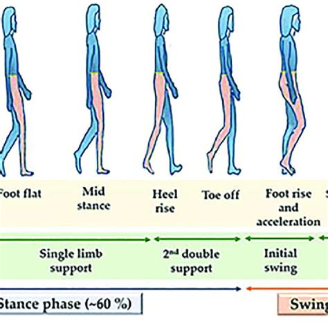 Histograms of the spectral energy at typical gait frequencies (0.5... | Download Scientific Diagram