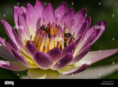 pink water lily Stock Photo - Alamy