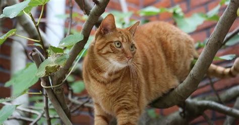 Scabies in Cats: Symptoms, Treatment, and… | FirstVet