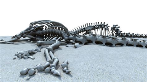 Diplodocus skeleton model - TurboSquid 1299043