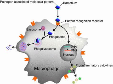 Mysterious Gene unlocks discovery of Immunology Mechanism