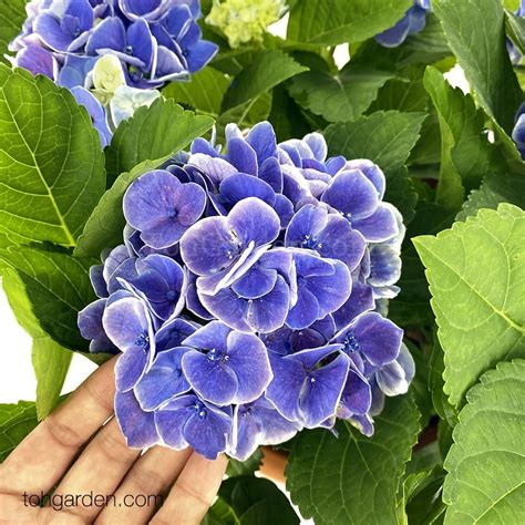 Hydrangea Purple - Toh Garden : Singapore Orchid Plant & Flower Grower