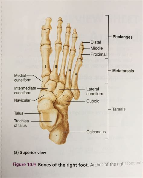 Bones of the right foot | Human body organs, Anatomy, Study flashcards