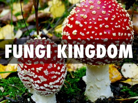 Fungi Kingdom by Kase LeRow