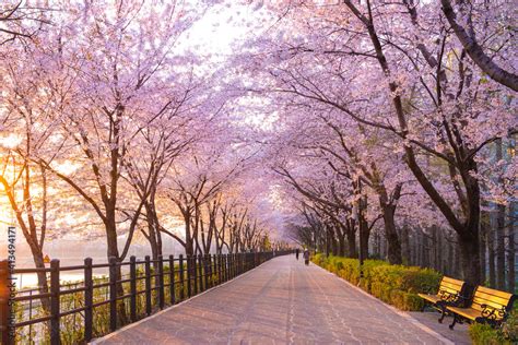 Seoul Southkorea Throwback To This Beautiful Spring Setting At Coex ...