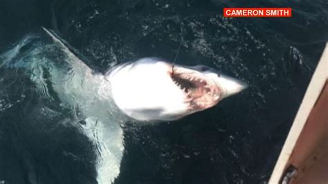 Mako shark jumps in boat off Maine coast: Caught on camera - 6abc ...